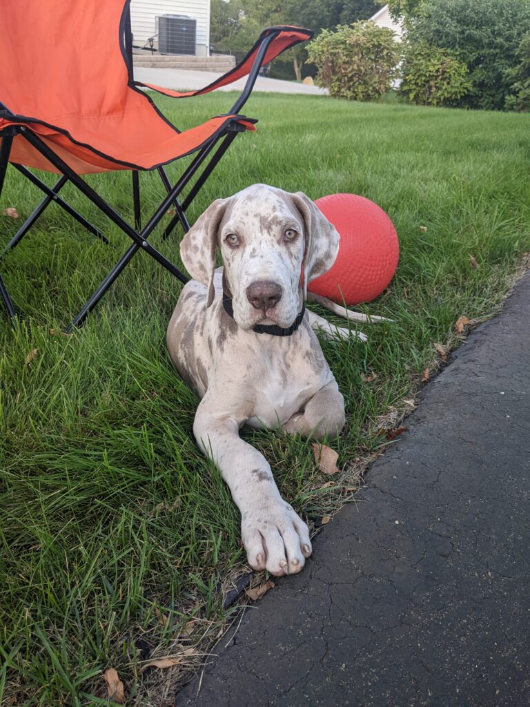 sweet lilac / fawn merle great dane pup lying in grass